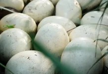 Fakta Unik Telur Angsa yang Jarang Diketahui