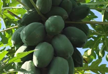 Cara Mengolah Keripik Pepaya yang Renyah dan Lezat
