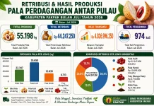 Retribusi Pala Tomandin Fakfak Terus Menunjukkan Tren Peningkatan