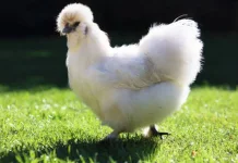Jenis-Jenis Ayam Unik yang Menarik Perhatian
