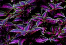 Sepuluh Tanaman Hias Indoor Dengan Daun Warna Warni