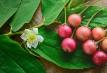Rahasia di Balik Daun Kersen yang Jarang Diketahui