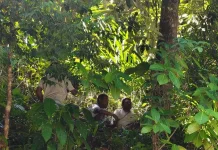 Prosesi Adat Siri Pinang Awali Penebangan Pohon Pala di Kampung Porum