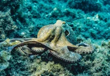 Menjelajahi Keunikan Hewan Laut: Fakta Menakjubkan dari Dunia Bawah Air