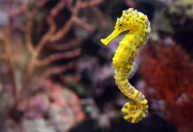 Rahasia Kehidupan di Laut: Mengenal Keunikan dan Adaptasi Hewan Laut