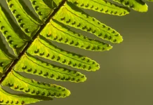 Tumbuhan sisik naga berdaun kecil besar manfaat