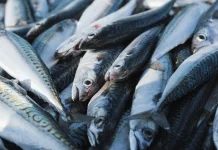 Tujuh Manfaat Makan Ikan Kembung bagi Kesehatan yang Perlu Diketahui