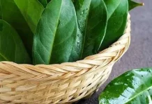Daun Salam dan Asam Urat: Benarkah Berkhasiat?