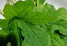 Mengenal Manfaat dan Khasiat Daun Pare, Sayuran Tradisional yang Kaya Potensi