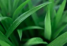 Jenis-Jenis Daun Pandan