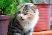 Lima Tanaman yang Dibenci Kucing Taruh Dihalaman agar Kucing Menjauh