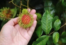 Khasiat Daun Rambutan yang Jarang diketahui untuk Kesehatan