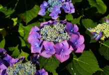 Bunga Hydrangea: Keindahan, Makna, dan Cara Merawatnya