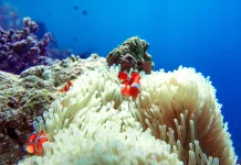 Anemon Laut: Hewan Laut yang Indah dan Unik