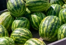 Makanan yang Cocok Dikonsumsi saat Musim Panas