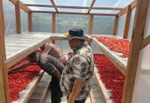 Pengering UV Jadi Solusi Penjemuran Fuli di Pinggir Jalan