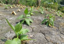 Ini Solusi Tembakau Negeri Fakfak Bertahan di tengah Musim Kemarau