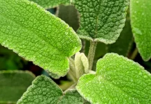 Daun Sage bumbu masakan dikenal baik untuk kesehatan