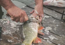 Fakta Unik tentang Sisik Ikan yang Jarang Diketahui
