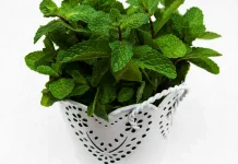 10 Manfaat Daun Mint yang baik untuk Kesehatan