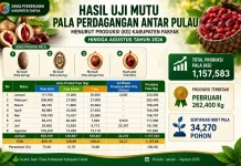 Dari Kebun hingga Antarpulau, Pala Fakfak Terus Gerakkan Ekonomi Daerah
