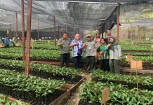 Hilirisasi Pala Tomandin dan Peremajaan Kelapa Mulai Dimatangkan di Fakfak