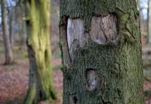 Pareidolia: ketika Otak Melihat Sesuatu yang Familiar