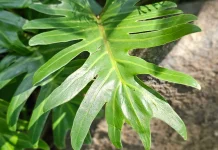 Sembilan Pohon Buah dengan Bentuk Daun yang Menarik