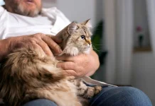 Berikut Ras Kucing Tertua di Dunia yang Masih Ada hingga saat Ini