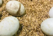 Bolehkah Telur Angsa Dikonsumsi ini Penjelasannya