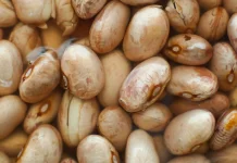 Fakta Unik Kacang Arab: Si Kecil yang Kaya Protein dan Serat