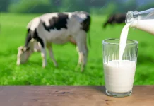 Manfaat Susu Sapi Murni selum dikemas