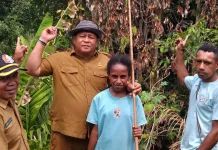 Kekeringan Ancam Tanaman Pala, Pemkab Fakfak Siapkan Strategi Pemulihan