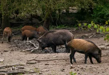 Fakta Unik Babi Hutan yang Jarang Diketahui