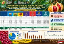 Pala Tomandin Tetap Jadi Andalan Ekonomi Fakfak di tengah El Niño