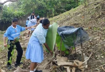 Dari Sekolah, Menanam Harapan untuk Masa Depan Pala Tomandin Fakfak