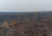 Karhutla Berulang Mengubah Wajah Padang Teletubbies Distrik Bomberai