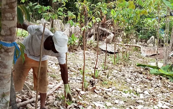Budidaya Nenas di Sukuru Tuare menuju Wisata Buah