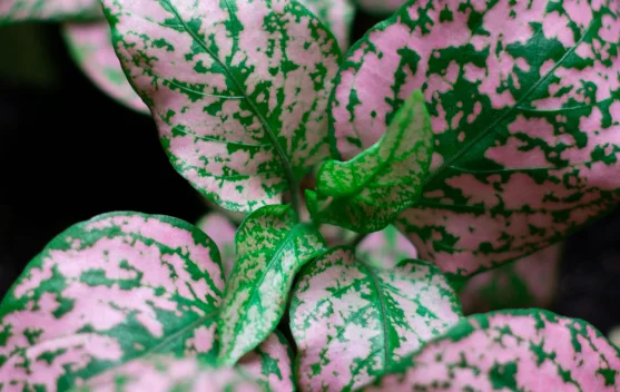 Cara Merawat Aglonema agar Subur dan Warna Daun Cantik Jelita