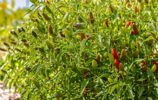 Cara Mempercepat Panen Cabai Rawit saat Harga Tinggi