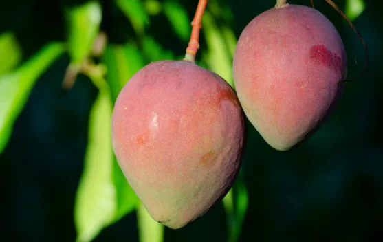 Tujuh Jenis Pohon Mangga yang Akarnya Tidak Merusak Pot dan Cocok untuk Tabulampot