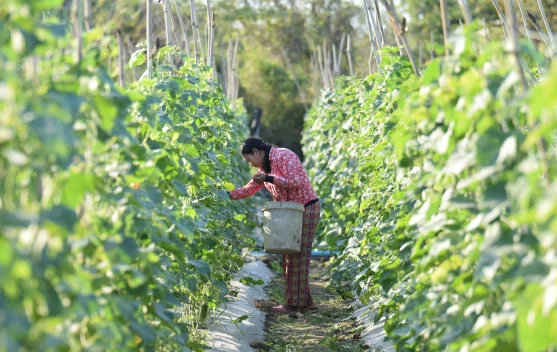 Tujuh Cara Membuat Kebun Pare