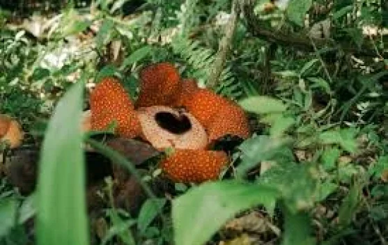 Flora Endemik Indonesia, Kekayaan Hayati yang Mendunia