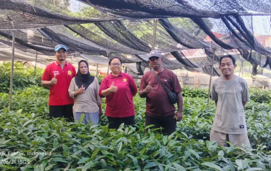 Puluhan Ribu Bibit Pala Tomandin Kantongi Sertifikat Mutu