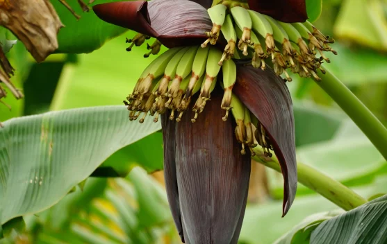 Cara Mengolah Jantung Pisang agar Lezat dan Tidak Sepat