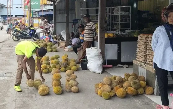 Pedagang Musiman Raup Keuntungan saat Musim Durian Tiba