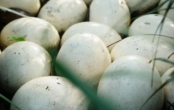 Fakta Unik Telur Angsa yang Jarang Diketahui