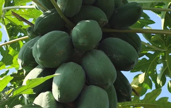 Cara Mengolah Keripik Pepaya yang Renyah dan Lezat