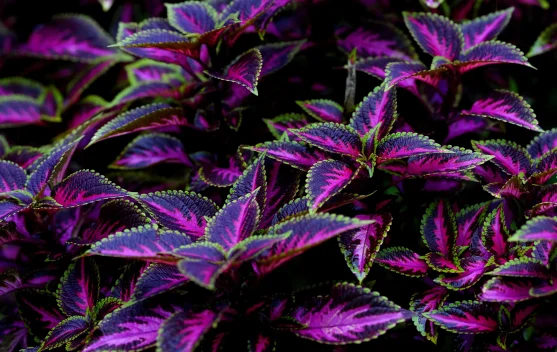 Sepuluh Tanaman Hias Indoor Dengan Daun Warna Warni