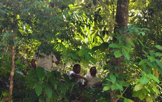 Prosesi Adat Siri Pinang Awali Penebangan Pohon Pala di Kampung Porum